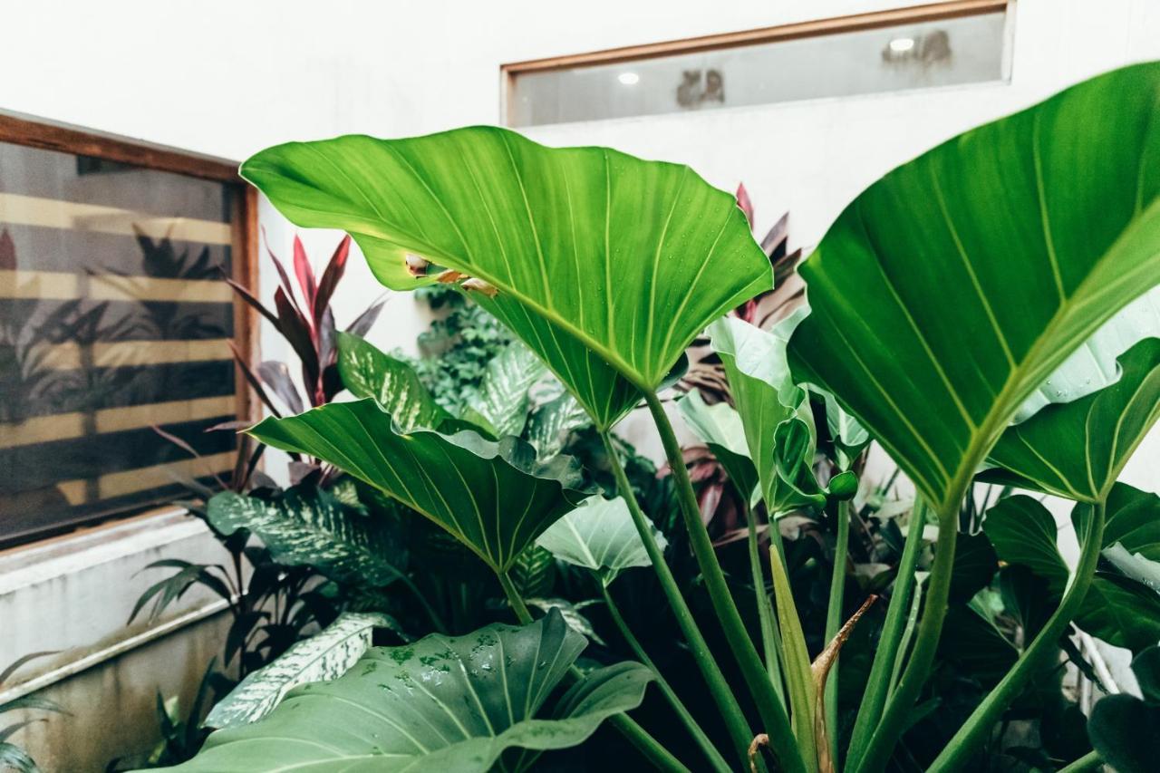 Moss Bnb โคลอมโบ ภายนอก รูปภาพ